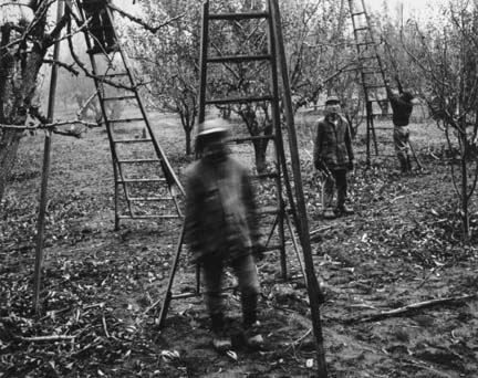 Pear Pruning, from the Delta portfolio