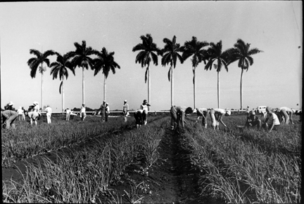 Field (wide view, workers hunched over)
