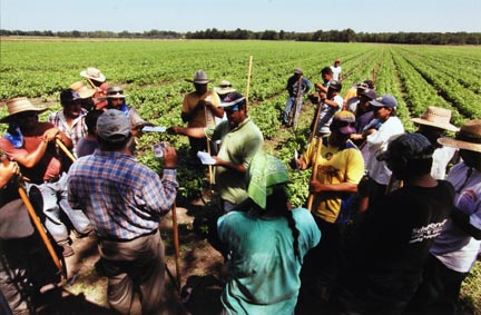 Farm Workers Gather Around as Paychecks are Distributed During a Break from Weeding a Basil Field in Momence, Illinois, July 2010