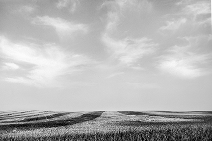Harvested Wheat, Ghylin County, North Dakota