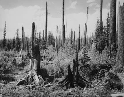 Blackened stumps of trees and ugly snags cover the slopes leading to Mount Hood, Oregon