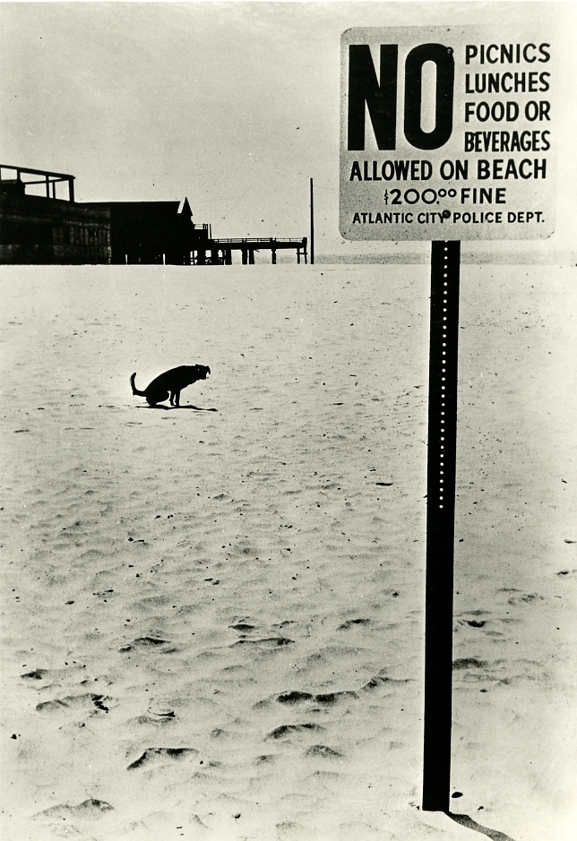 Untitled (Atlantic City Beach, Dog Squatting)