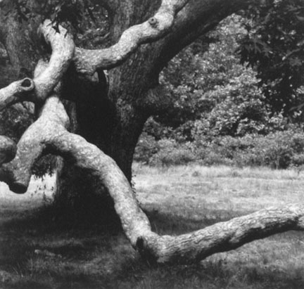 The Tree #36, Martha's Vineyard