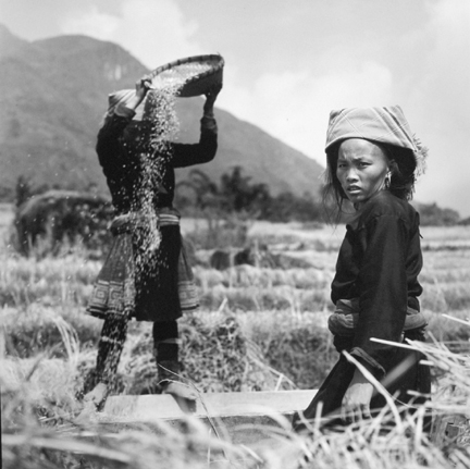 Black Hmong Girls Harvesting Rice in the Sapa Valley