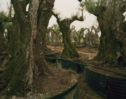 Olive Tree Sales Lot, Lazio, from the 